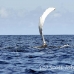 whale_humpback_h_00544_dom2592.jpg